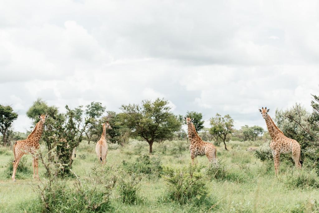 Monate Game Lodge โมดิมอเลอ ภายนอก รูปภาพ