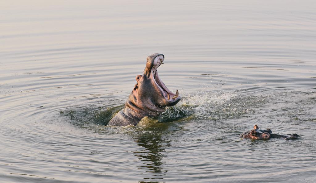 Monate Game Lodge โมดิมอเลอ ภายนอก รูปภาพ